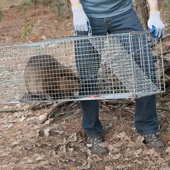 Perangkap Hewan Hidup Manusiawi yang Dapat Digunakan Kembali dan Dapat Dilipat untuk Anjing Kecil Rakun Kucing Groundhog Opossum Fox Perangkap Tikus 1 Pintu Super Besar